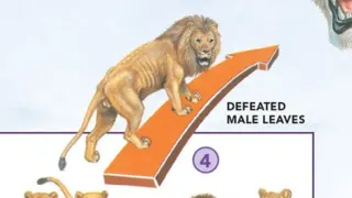 Defeated Male Leaves meme card, common rarity
