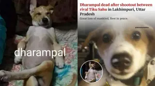 Dharampal vs. Tiku Sahu meme card, common rarity
