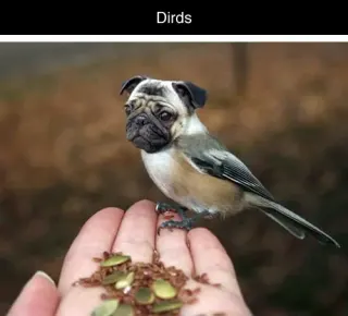 Dirds meme card, common rarity