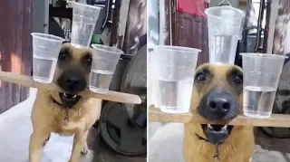 Carte meme Dog Balancing Three Cups of Water, rareté commune