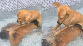 Carte meme Dog Drowning Owner, rareté commune