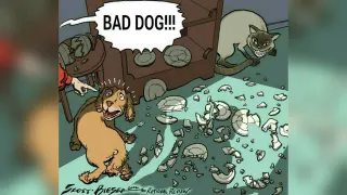 Dog Getting Blamed / Bad Dog meme card, common rarity