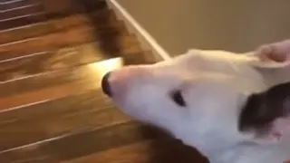 Dog Jumps Down Stairs meme card, common rarity