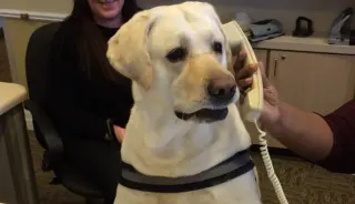 Dog on the Phone meme card, common rarity