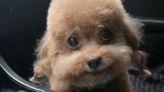 Dog Singing In Chinese / Dog Rapping Skai Isyourgod meme card, common rarity