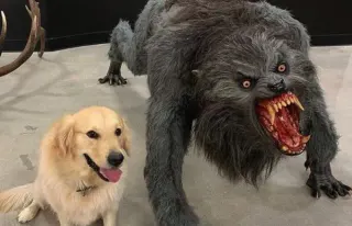 Dog vs. Werewolf meme card, rare rarity