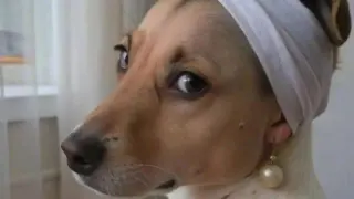 Carte meme Dog With a Pearl Earring, rareté commune