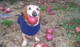 Dog With Apple / Apple Dog meme card, common rarity