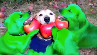 Dog With Apple Minimax Hailuo AI Videos meme card, common rarity