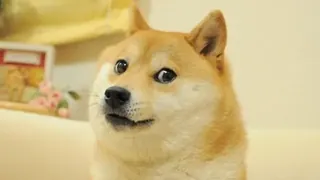 Doge — Full Art meme card, legendary rarity