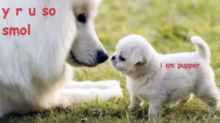 DoggoLingo / Doggo-Speak meme card, common rarity