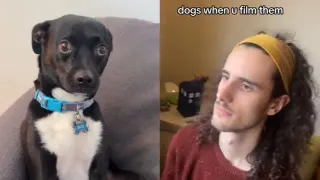 Carte meme Dogs When You Film Them, rareté commune