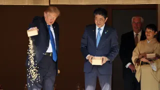 Donald Trump Feeding Koi Fish meme card, common rarity