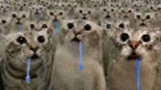 Drooling Cat / Crowd of Drooling Cats meme card, common rarity
