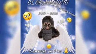 Drug Cartel Monkey "El Changuito" meme card, common rarity