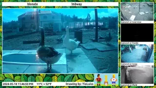 Ducks Looking Up At A Meteor meme card, common rarity