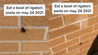 Eat A Bowl Of Rigatoni Pasta meme card, common rarity