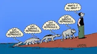 Eat, Survive, Reproduce meme card, common rarity