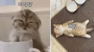 Carte meme Eepy, rareté rare