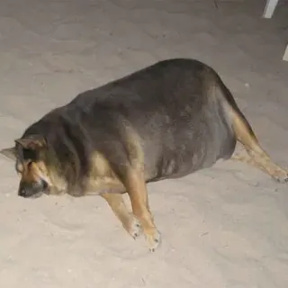 El Perrito Super Gordito meme card, rare rarity