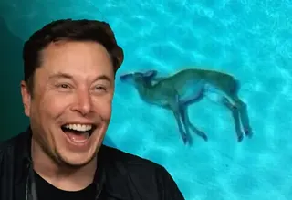 Elon Musk Laughing at Dead Deer meme card, rare rarity