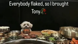 Everybody Flaked So I Brought Tony meme card, common rarity