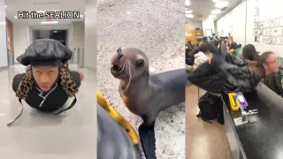 Everybody Hit the Sea Lion meme card, common rarity