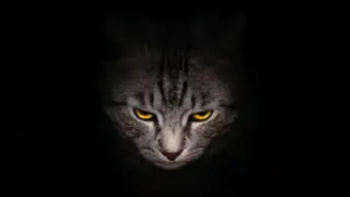 Carte meme Evil Kitty, rareté commune