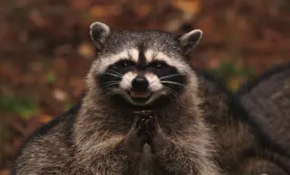 Carte meme Evil Plotting Raccoon, rareté commune