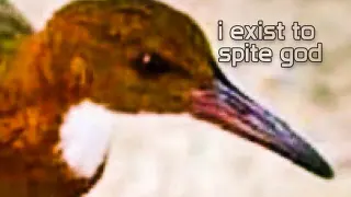 Extinct Bird Re-Evolved Itself Back Into Existence meme card, common rarity