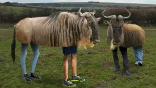 Fake Gnus meme card, common rarity
