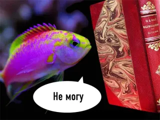 Fish Are Trying to Read meme card, common rarity