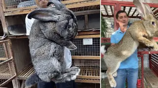 Carte meme Flemish Giant Rabbit, rareté commune