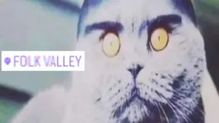 Carte meme Folk Valley Cat, rareté rare