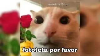 Fototeta meme card, common rarity