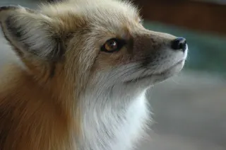 Foxes meme card, common rarity