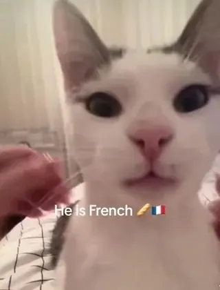 Carte meme Le chat français, rareté épique