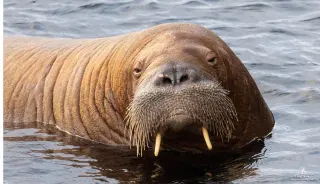 Freya the Walrus meme card, common rarity