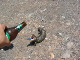 Friday Lizard meme card, common rarity