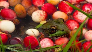 Carte meme Frog and Cranberries It Must Be Fall, rareté rare