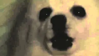 Gabe the Dog / Bork Remixes meme card, epic rarity
