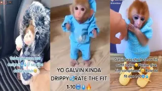 Galvin The Monkey meme card, common rarity