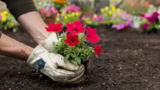 Gardening (Slang) meme card, common rarity