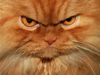 Garfi meme card, common rarity
