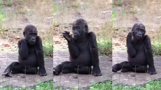 Gay Monkey Video meme card, common rarity