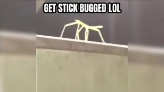 Get Stick Bugged Lol meme card, epic rarity
