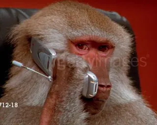 Getty Images Baboons meme card, common rarity