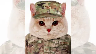 Carte meme Gigacat, rareté commune