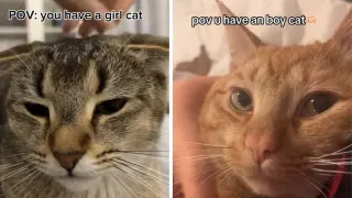 Girl Cat vs. Boy Cat Debate / POV: You Have A Girl Cat meme card, common rarity