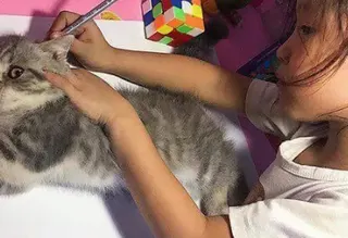 Girl Tracing Cat meme card, common rarity